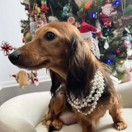 Auburn - Dachshund