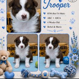 Trooper - Red tri-color male Australian Shepherd puppy in Magee, Mississippi from Paint ByNumbers Ranch