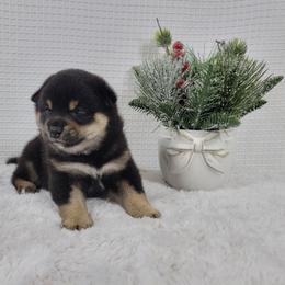Kai - Black and tan male Shiba Inu puppy in Sacramento, California from Shiba Inu of Matrix