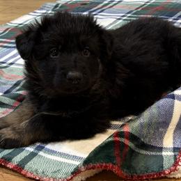 German Shepherd Puppies from Circle Oaks Shepherds