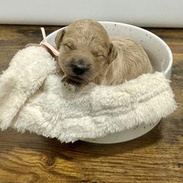 Tinsel - Apricot female Goldendoodle puppy in Kenansville, North Carolina from J+A Family Doodles