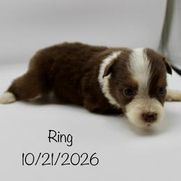 Girl (Ring) - Red tri-color female Australian Shepherd puppy in Brooker, Florida from 🐾 The Great Bambino SunState Aussies!