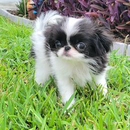 Girl - White and black female Japanese Chin puppy in Kissimmee, Florida from kennel ASTRAGUS