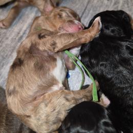 Coconut - Red merle male Aussiedoodle puppy in Lithia, Florida from Waterford Doodle Farm