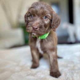 Teddy - Chocolate male Labradoodle puppy in San Antonio, Texas from I Love U Back Labradoodles, LLC
