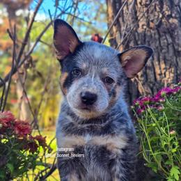 (Blue) Blue Male - Blue speckled male Australian Cattle Dog puppy in Burleson, Texas from Bluebonnet Heelers