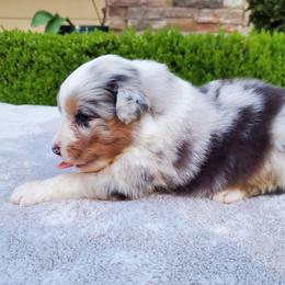Perry - Blue merle male Australian Shepherd puppy in Olympia, Washington from Echelon Australian Shepherds