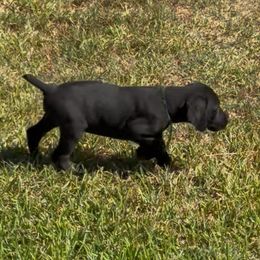 Green - Black male German Shorthaired Pointer puppy in Huntington, Texas from B&B GSP’S
