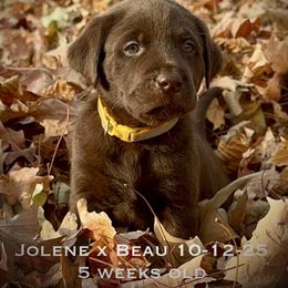 Mr Yellow - Chocolate male Labrador Retriever puppy in Portland, Tennessee from Whiskey Ridge Retrievers