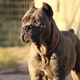 Rhea - Cane Corso