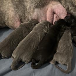 Boy 2 - Gray male Cane Corso puppy in Clewiston, Florida from Far From Average Kennels