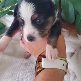 Miniature Australian Shepherd Puppies from Barnyard Mini Aussies
