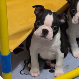 Marley - Black brindle and white female Boston Terrier puppy in Billings, Missouri from Azaleas Euro Boxers & Boston Terriers