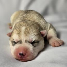 Dawn - Gray and white female Siberian Husky puppy in Los Angeles, California from Limitless Huskies