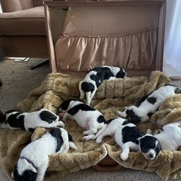 Aussiedoodle Puppies from Deason Doodles