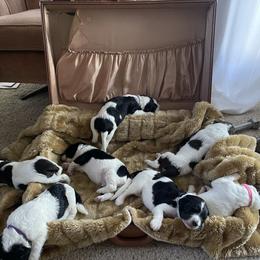 Aussiedoodle Puppies from Deason Doodles