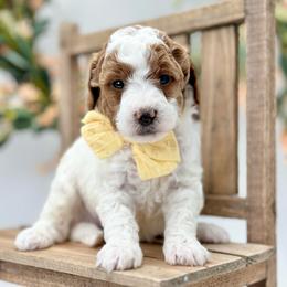 Yarrow - Parti male Goldendoodle puppy in Queen Creek, Arizona from Goldendoodle AZ
