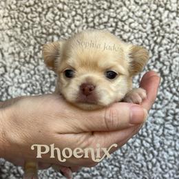 Phoenix - Cream female Chihuahua puppy in Augusta, Georgia from Sophia Jade's Chi Brigade