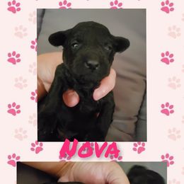 Poodle Puppies from Paw Print Farms