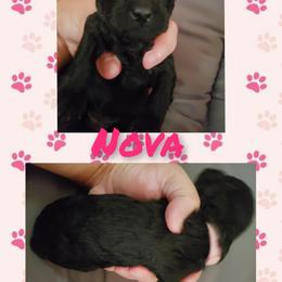 Poodle Puppies from Paw Print Farms