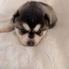 Candy - Black and white female Alaskan Klee Kai puppy in Richlands, North Carolina from Regal Alaskan Klee Kai