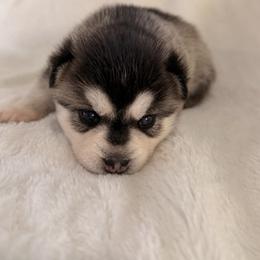 Candy - Black and white female Alaskan Klee Kai puppy in Richlands, North Carolina from Regal Alaskan Klee Kai