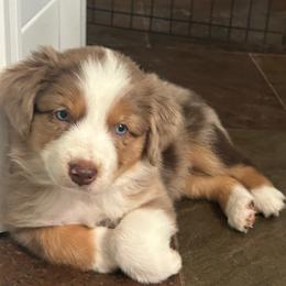 Sandy - Red tri female Miniature Australian Shepherd puppy in Shingle Springs, California from Dream Dog Mini Aussies