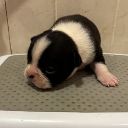 Perry - Black and white male Boston Terrier puppy in Spartanburg, South Carolina from Sassy Pap Farms