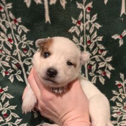 Tomahawk - Red speckled male Australian Cattle Dog puppy in Mena, Arkansas from Red Desert Australian Cattle Dogs