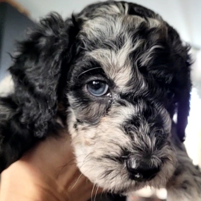 Goldendoodle Puppies from M&M G-Doods