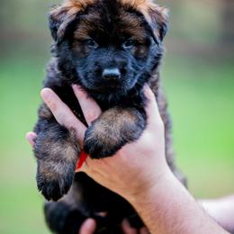 German Shepherd Puppies from Howixx German Shepherds