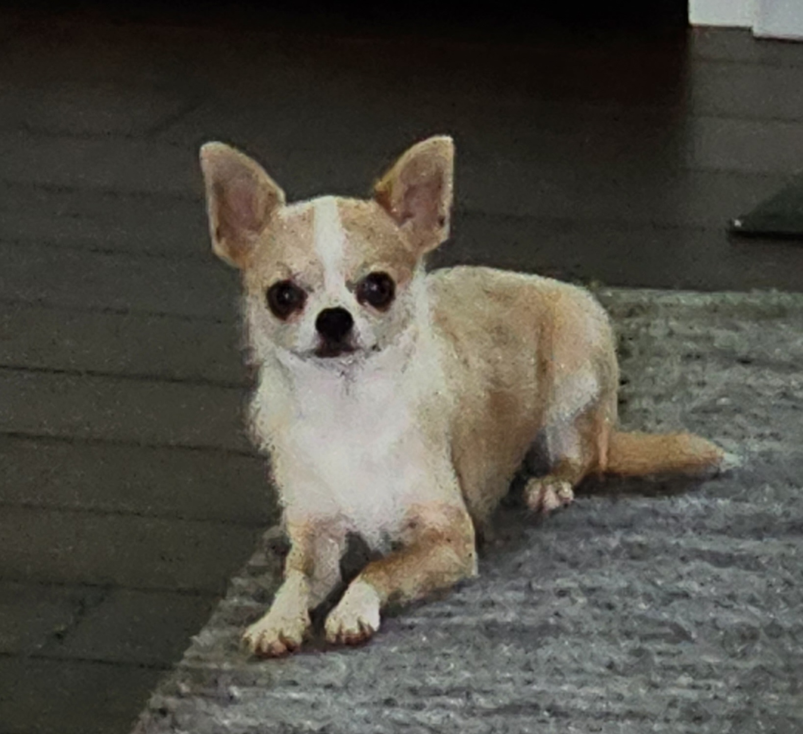 Bubbles - Chihuahua