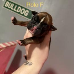 Yellow - Fawn female Boxer puppy in Louisville, Kentucky from Nelson’s Fancy Frenchies and Bulldogs