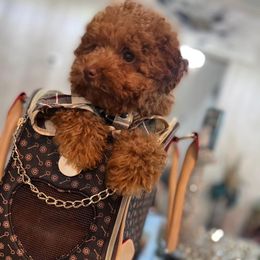 Boy 2 - Brown Poodle puppy in Hampton, Georgia from Pups By Glam