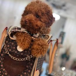 Boy 2 - Brown Poodle puppy in Hampton, Georgia from Pups By Glam