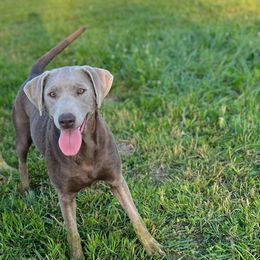Sara - Dilute Retriever