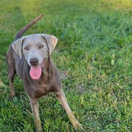 Sara - Dilute Retriever