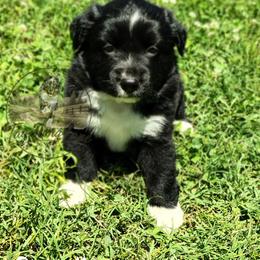 Bandit - Black & white male Miniature Australian Shepherd puppy in Muskogee, Oklahoma from Tagalong Lane Australian shepherds