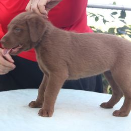 Girl 1- Pink Collar - Dark brown Chesapeake Bay Retriever puppy in Eureka, Kansas from Eska Creek Chesapeakes