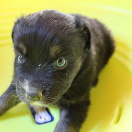 Mackenzie - Black tri-color male Australian Shepherd puppy in Sonoita, Arizona from Gardner Canyon Kennels