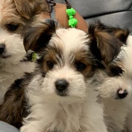 Morkies from Josephine's Morkies