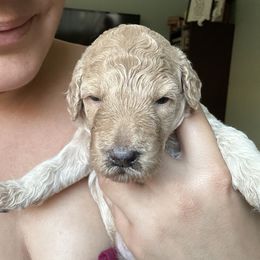 Goldendoodle Puppies from David's Doodles