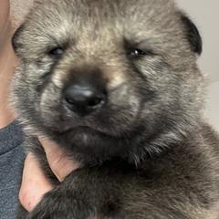 Black Collar - Silver gray male Czechoslovakian Vlcak puppy in Florida from DireWolf Pack