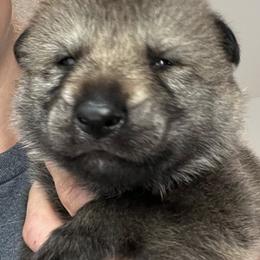 Black Collar - Silver gray male Czechoslovakian Vlcak puppy in Florida from DireWolf Pack