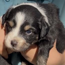 Lorelai - Black tri female Toy Australian Shepherd puppy in Sealy, Texas from Southern Belle Aussies