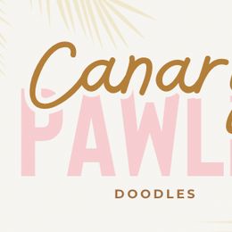 Goldendoodles from Canary Pawlm Doodles