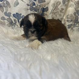 Boy 3 - Red and white male Shih Tzu puppy in Tenino, Washington from Fantasy Realm Shih Tzus