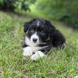 Ozzy-fluffy - Black and white male Cardigan Welsh Corgi puppy in Hope, Arkansas from Foxy Knoll Farm