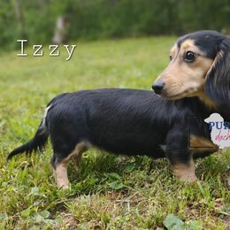 Izzy - Dachshund