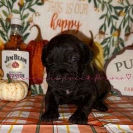 Jim Beam - Tiger male Perro de Presa Canario puppy in Horizon, Texas from Mesquite Creek Kennels